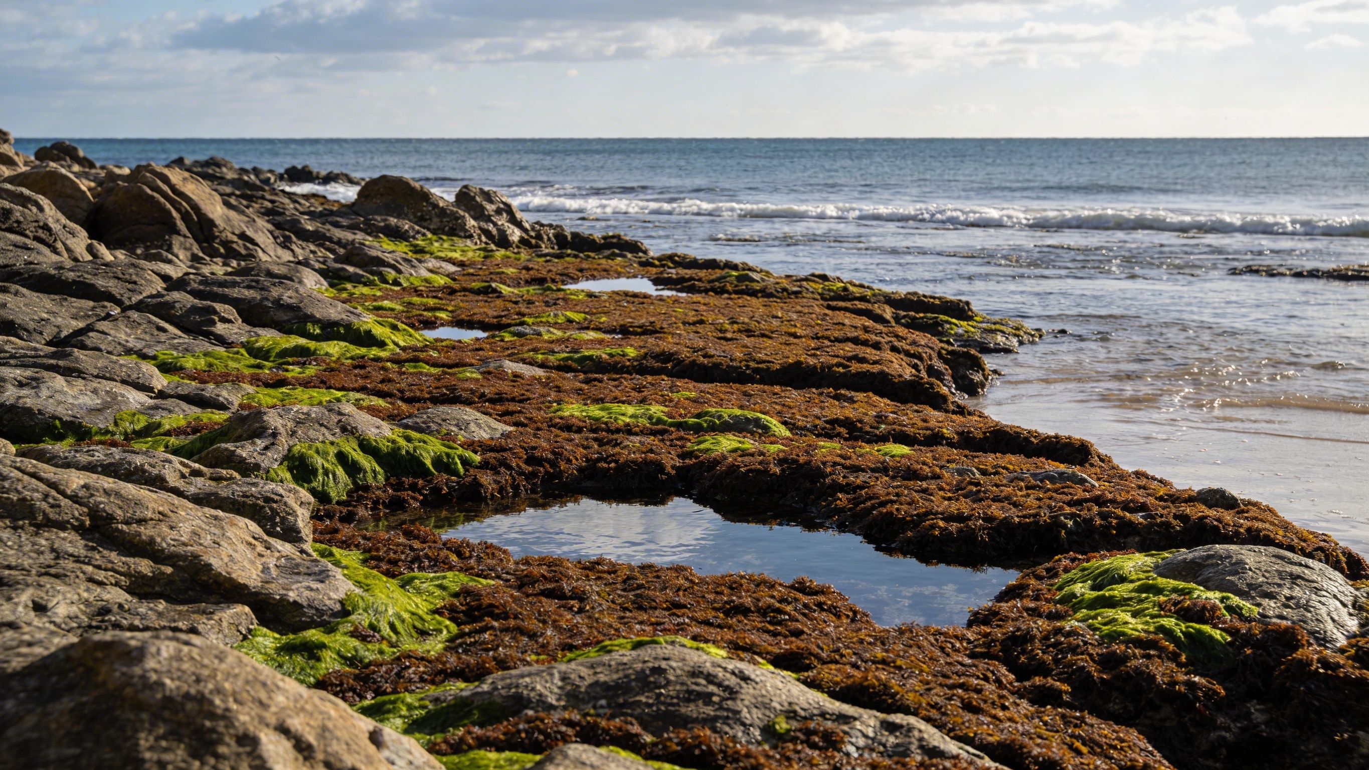 Cada 1 hPa baixa 1 cm el mar: així han quedat al descobert les roques de l'Estartit